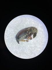 Trigonorhinus limbatus