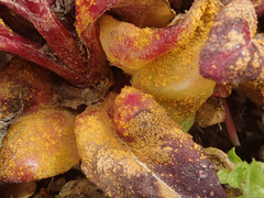 Pucciniastrum epilobii