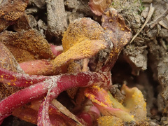 Pucciniastrum epilobii