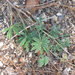 Lupinus argenteus palmeri
