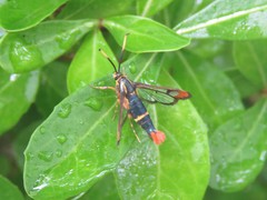 Synanthedon richardsi