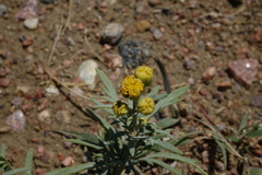 Picradeniopsis oppositifolia