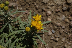 Picradeniopsis oppositifolia