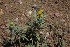 Picradeniopsis oppositifolia
