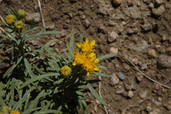 Picradeniopsis oppositifolia