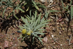 Picradeniopsis oppositifolia
