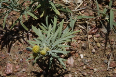 Picradeniopsis oppositifolia