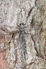 Tachopteryx thoreyi