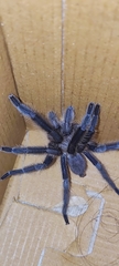 Chilobrachys