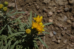 Picradeniopsis oppositifolia