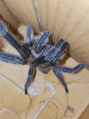 Chilobrachys