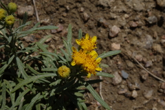 Picradeniopsis oppositifolia