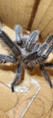 Chilobrachys