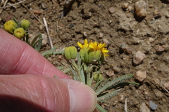 Picradeniopsis oppositifolia