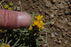 Picradeniopsis oppositifolia