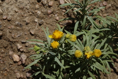 Picradeniopsis oppositifolia