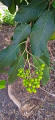 Ehretia latifolia
