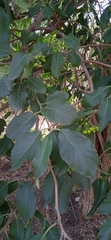 Ehretia latifolia