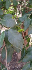 Ehretia latifolia