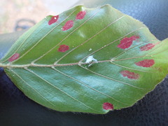 Aceria nervisequa