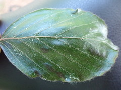 Aceria nervisequa