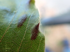 Aceria nervisequa