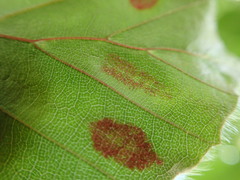 Aceria nervisequa