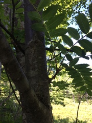 Sorbus decora