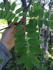 Sorbus decora
