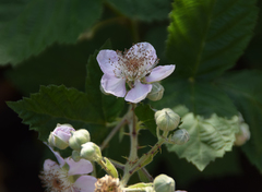 Rubus