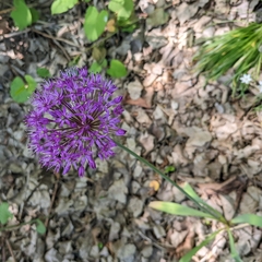 Allium giganteum