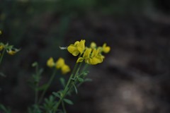 Coronilla minima lotoides