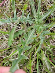 Cirsium flodmanii