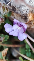 Chaenorhinum origanifolium