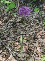 Allium giganteum