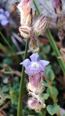Chaenorhinum origanifolium