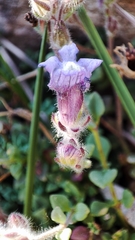 Chaenorhinum origanifolium