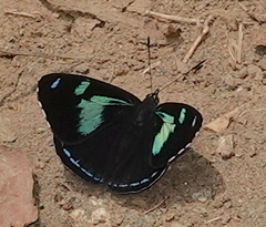 Perisama tryphena cauca