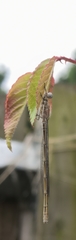 Enallagma cyathigerum