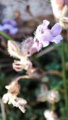 Chaenorhinum origanifolium