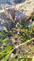 Chaenorhinum origanifolium