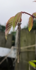 Enallagma cyathigerum