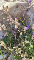 Chaenorhinum origanifolium