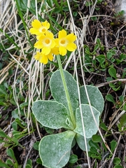 Primula auricula