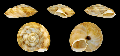 Lapidary Snail