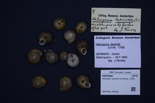 Lapidary Snail