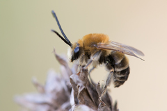 Eucera