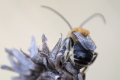 Eucera