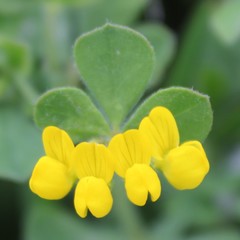 Lotus ornithopodioides