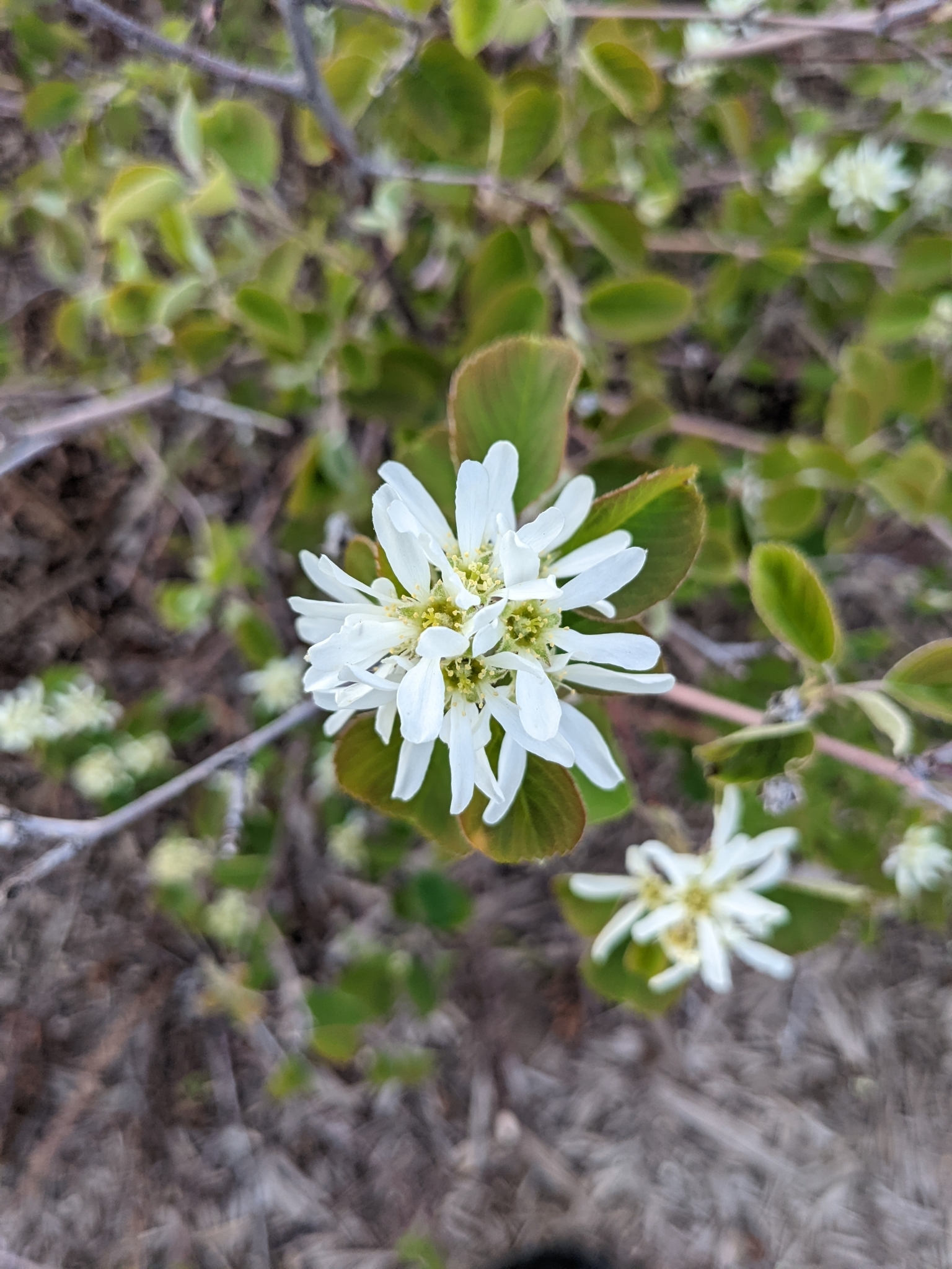 Erlenblättrige Felsenbirne (Amelanchier alnifolia): Herkunft und Verwendung — foto 3